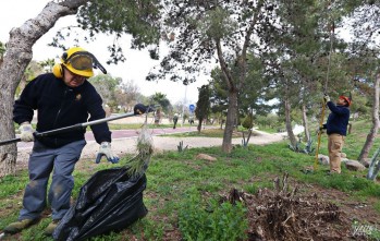 Comienza la retirada de bolsas de procesionaria en Elda