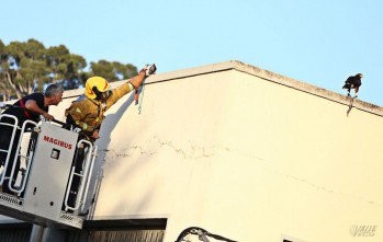 Un &aacute;guila vuela libre por Elda