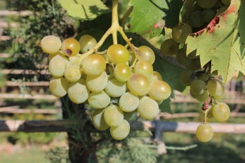 Uvas aut&oacute;ctonas cultivadas en Espa&ntilde;a (2)