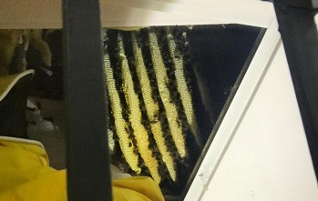 Los Bomberos retiran un gran panal con unas 4.000 abejas de una casa de Elda