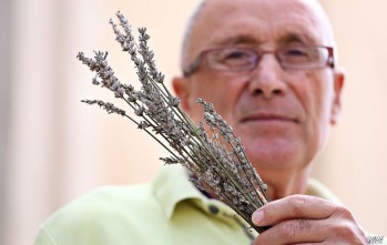 El espliego, el aroma de las Fiestas Mayores