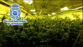 Tres detenidos en Elda por el cultivo y venta de marihuana