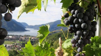 Italia y el vino  (2&ordf; parte)