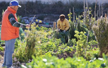 Reabren los huertos ecol&oacute;gicos de Elda