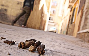 Sanidad sancionar&aacute; a los propietarios de los animales que dejen sus excrementos en espacios p&uacute;blicos