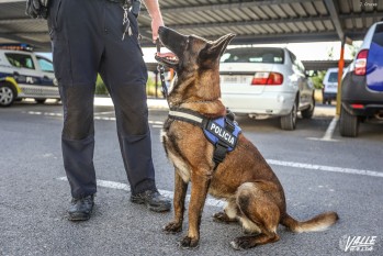 Muere Lobo, el primer perro polic&iacute;a de Elda