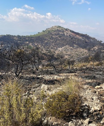 Investigan a un hombre como presunto responsable del incendio en Petrer