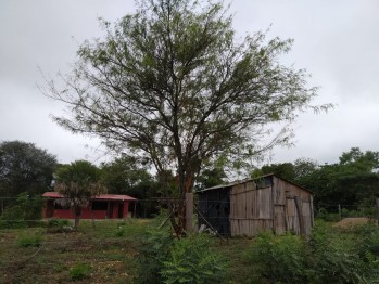 Bah&iacute;a, mosquitos y gatos