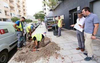 Mantenimiento comienza la repoblaci&oacute;n de &aacute;rboles de la ciudad