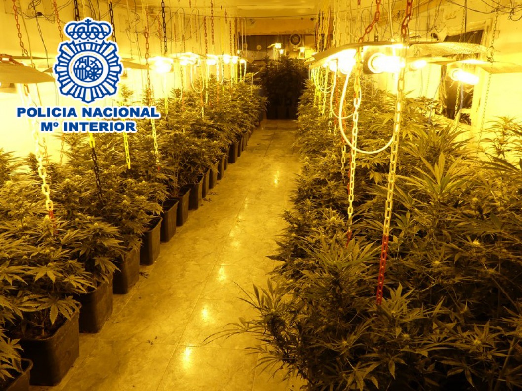 Detienen a seis personas e incautan 565 plantas de marihuana en un operativo en la Tafalera Detienen a seis personas e incautan 565 plantas de marihuana en un operativo en la Tafalera