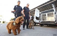 Suso, el nuevo perro polic&iacute;a de Elda