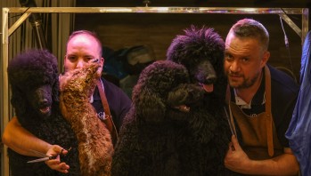 Mundo Vivo se convierte en centro  de formaci&oacute;n de peluquer&iacute;a canina