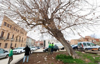 Elda protege la &uacute;ltima morera del Casco Antiguo