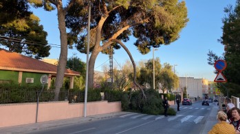La rotura de una gran rama obliga a cortar parte de la avenida de Sax