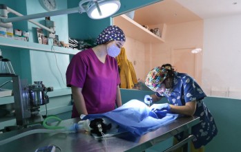 La Cl&iacute;nica Veterinaria Vinalop&oacute; cuida de tu mascota