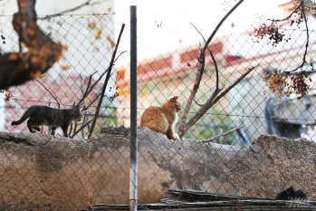 El programa de castraci&oacute;n de gatos arranca en el casco antiguo de Elda