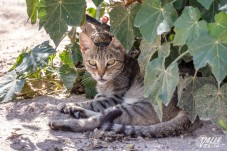 Elda esteriliza cientos de gatos al a&ntilde;o