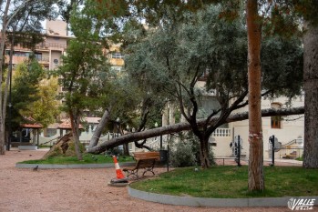 El Ayuntamiento repondr&aacute; los &aacute;rboles afectados del Jard&iacute;n de la M&uacute;sica