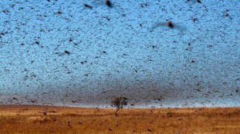 Plaga b&iacute;blica sobre Elda y Petrer