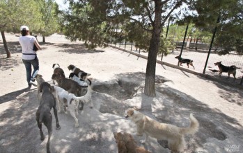Gatitos en Apuros pide la mejora del albergue para "darle una mayor dignidad a los animales"