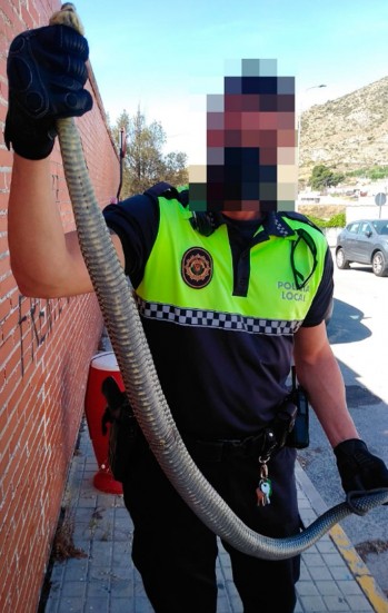 La Polic&iacute;a Local captura otra serpiente en el colegio Miguel Servet