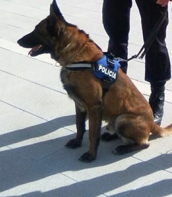 Lobo, el primer perro polic&iacute;a de Elda