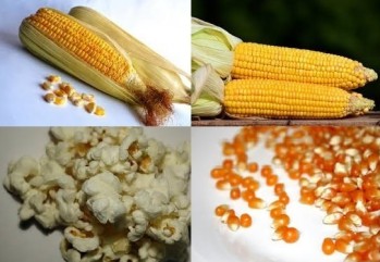 Panocha, panizo y rosas