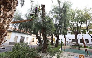 El Ayuntamiento contrata por primera vez a una empresa para la poda exhaustiva del arbolado de Elda