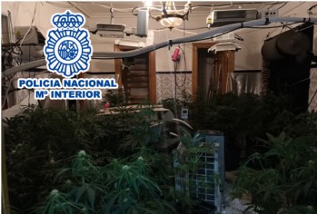 Un detenido por venta de droga y cultivo de marihuana en Elda