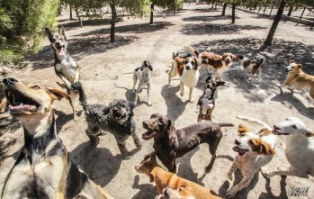 Un campus infantil de protecci&oacute;n animal y medio ambiente en Elda