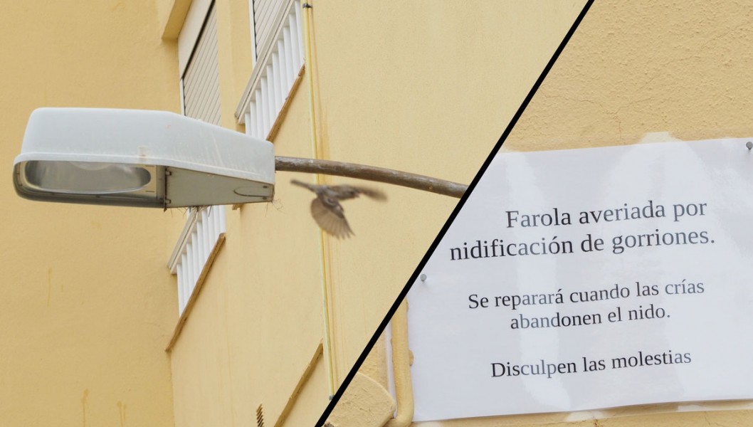 Cuando los gorriones vuelen arreglarán una farola de Petrer donde existe un nido Cuando los gorriones vuelen arreglarán una farola de Petrer donde existe un nido