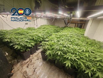 La Polic&iacute;a Nacional desarticula un entramado con cultivos de marihuana en varias localidades