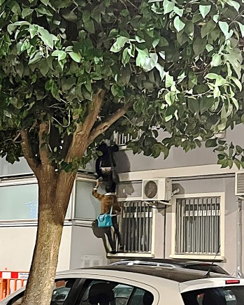 Vox denuncia la okupaci&oacute;n de una vivienda en Las 300 en la que escalan por las ventanas para acceder