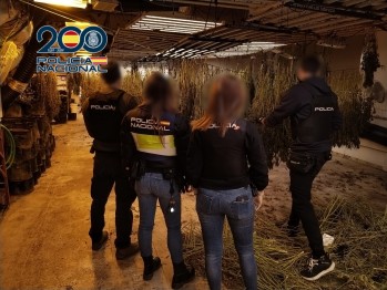 Desarticulado un grupo criminal dedicado al cultivo &ldquo;indoor&rdquo; de marihuana en Petrer