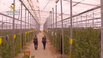 La Guardia Civil desarticula una red internacional que cultiva en Petrer 4.000 plantas de marihuana
