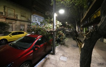 El fuerte viento provoca la ca&iacute;da de ramas en Elda