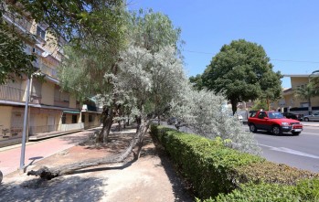 Cae un &aacute;rbol en la avenida del Mediterr&aacute;neo