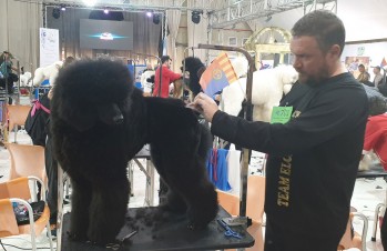 Mundo Vivo consigue tres medalla en el mundial de peluquer&iacute;a Alianz Canine Worldwide