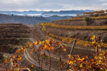 La viticultura heroica (4&ordf; parte)  DOC Priorat