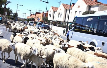 Un reba&ntilde;o de 800 ovejas y cabras atraviesa Petrer a su paso por la Ca&ntilde;ada Real