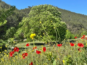 Temperaturas en progresivo ascenso