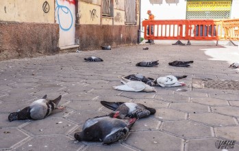 Investigan el envenenamiento de palomas junto a la Plaza Mayor