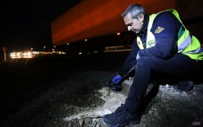 Perros enterrados en la cuneta de la A-31