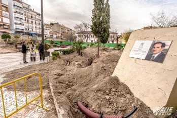 La replantaci&oacute;n en la Explanada de Petrer culminar&aacute; en un mes