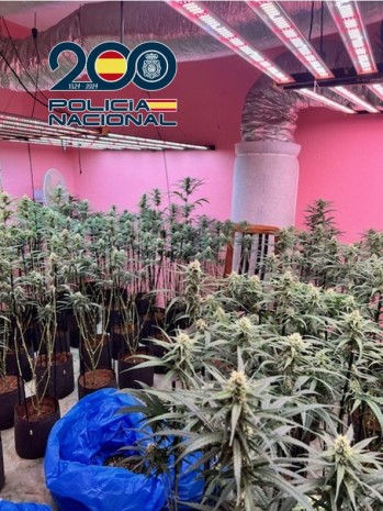 Desmanteladas dos plantaciones indoor de marihuana en Elda y Petrer