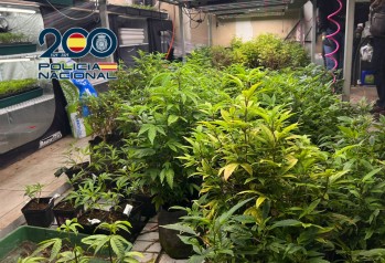 La Polic&iacute;a Nacional detiene a cuatro personas y desmantela dos plantaciones con 1481 ejemplares