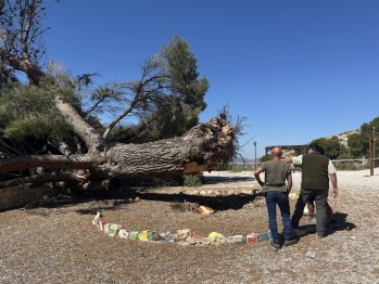 Petrer pierde un &aacute;rbol de m&aacute;s de 150 a&ntilde;os