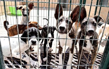 El albergue de Elda alerta de un aumento del abandono de mascotas y lucha por la concienciaci&oacute;n ciudadana