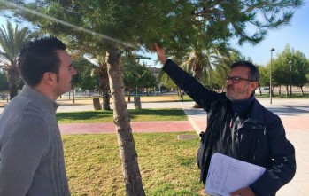 Comienza la campa&ntilde;a preventiva contra la procesionaria en Elda