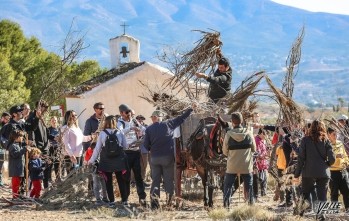La le&ntilde;a para San Ant&oacute;n se recoge el s&aacute;bado y los eldenses se reencontrar&aacute;n con el santo el domingo
